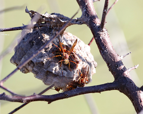 Red paper wasps busy at work on a hive in the branches of bush in the marsh waters at Paynes Prairie preserve, Florida