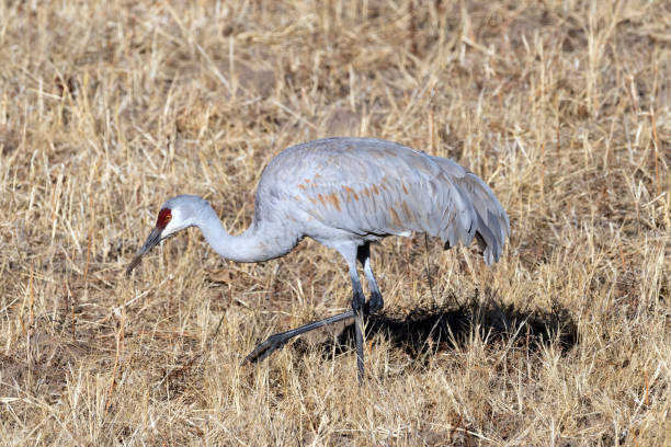 istock Sandhill Crane Waliking Right at Bosque del Apache 912335426