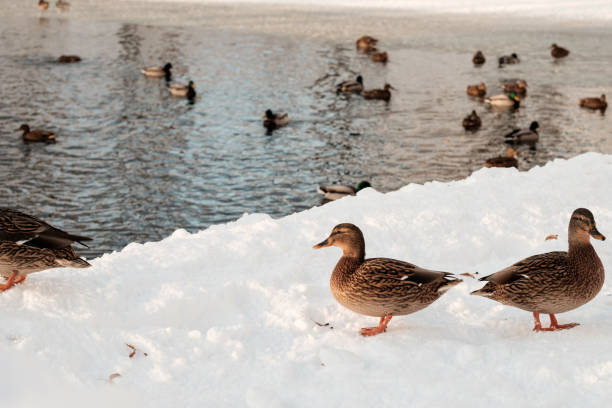 Ducks in winter near water. Beautiful winter landscape in the water and near the water a flock of ducks. In the foreground there are two ducks standing backwards to each other on the snow-covered shore in the background ducks floating in the water.