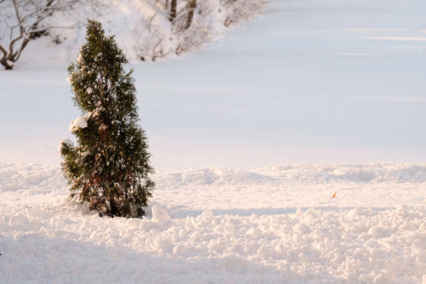 Spruce is standing in the snow in the foreground. Snow is all around. In the background are more trees.