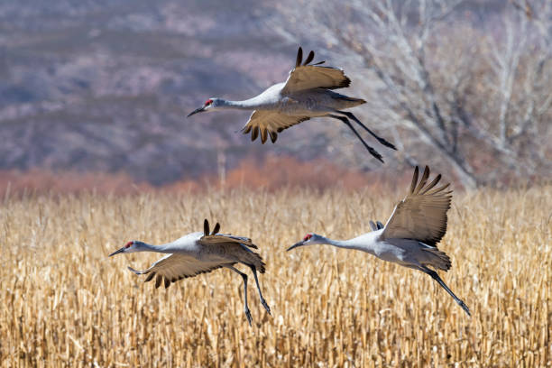 istock Sandhill Cranes Landing at Bosque del Apache 912340848