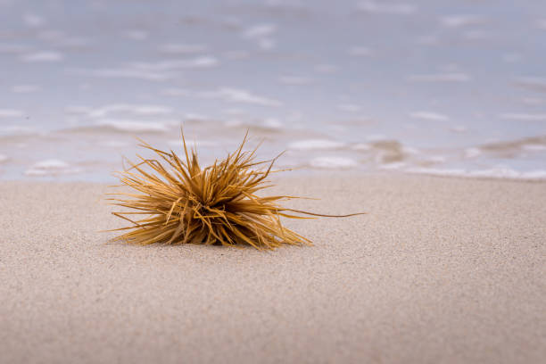 A coastal plant on the sand by the water