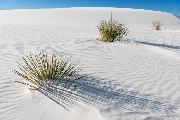 istock Three Yucca Plants in White Sands National Monument 912341622