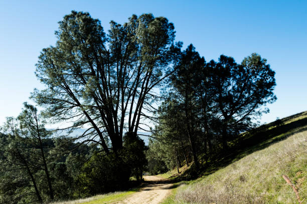 istock Dirt Road Running Between Trees Along Slope 912341696