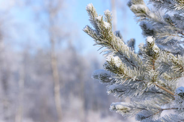 istock Winter pine tree branches covered with snow. Frozen tree branch in winter forest. 912342412