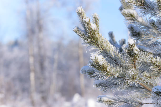 istock Winter pine tree branches covered with snow. Frozen tree branch in winter forest. 912342428