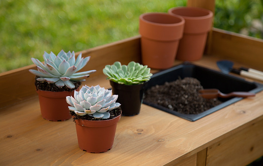Closeup of assorted succulent plants and clay pots on garden bench ready for planting season.