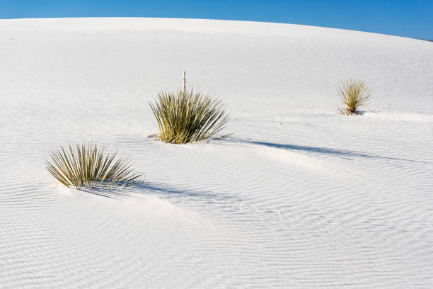 istock Yucca Plants in the Dunes in White Sands National Monument 912342844
