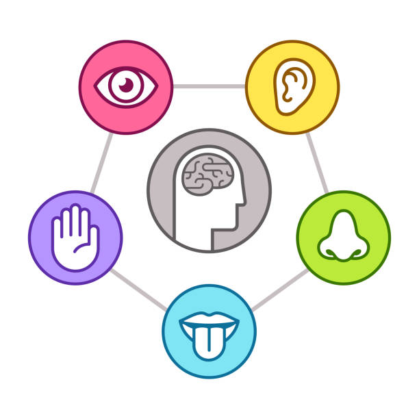 Five senses of perseption Human perception infographic scheme. Five senses (sight, smell, hearing, touch, taste) as represented by organs, surrounding brain. Line icon set, vector illustration. visual sense stock illustrations