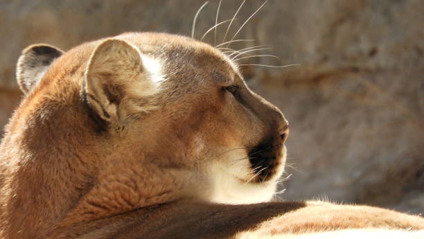 istock Cougar relaxing in the sun 912346030