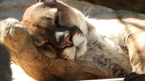 istock Cougar relaxing in the sun 912346116