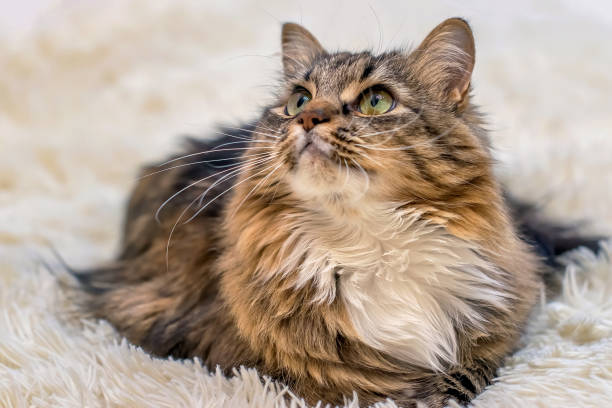 istock fluffy pet interested looks curious eyes on isolated background 912351940