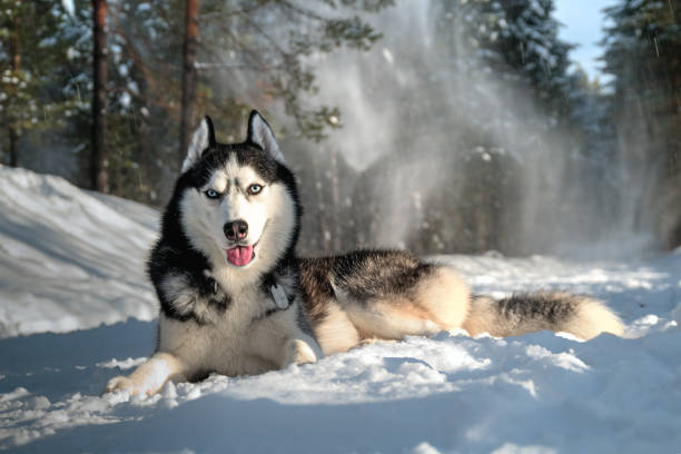 istock Husky pet dog lies on 912353024