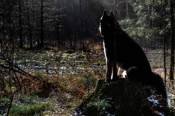 istock Beautiful siberian husky dog is 912353302