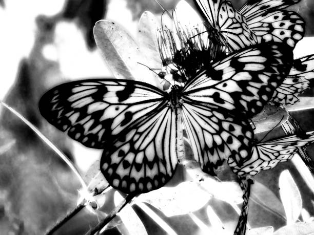 butterfly fluttering