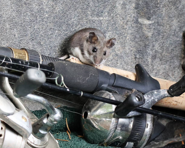 istock Deer Mouse Studies Fishing Gear 912363672