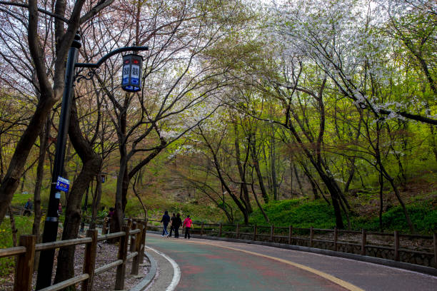 namsan dullegil è coperto da fiori primaverili - alphabet letter n food fruit foto e immagini stock