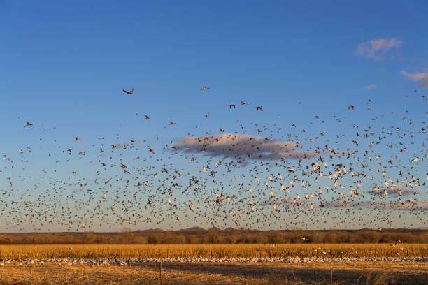 istock Ducks and Geese at Sunset at Bosque del Apache 912363754