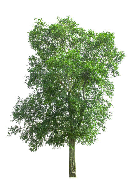 istock collections green tree isolated. green tree  isolated on white background. 912368338