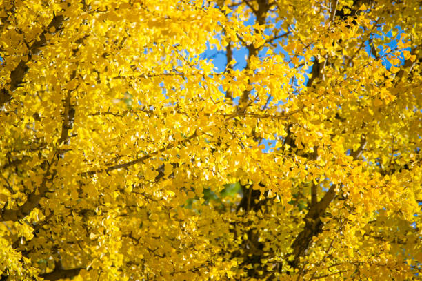 istock Yellow ginkgo tree in autumn season 912370754