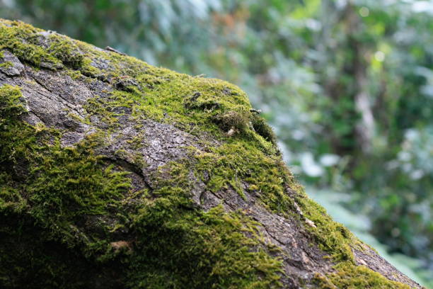 istock moss covered branches and logs in a forested area in a national park, Thailand, Southeast Asia 912373354