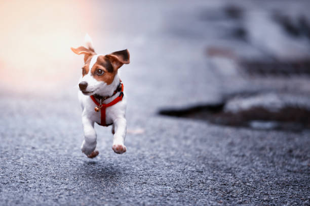 istock Jack Russell Terrier dog running and jumping 912373486