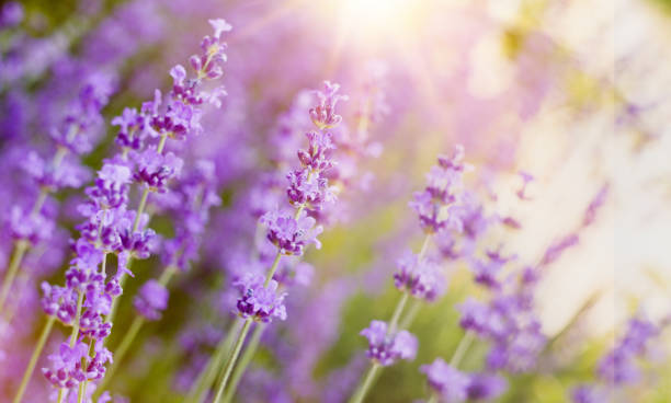 istock Bushes of lavender flowers 912377110