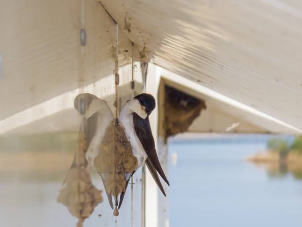 istock Swallow builds a nest for chicks 912377144