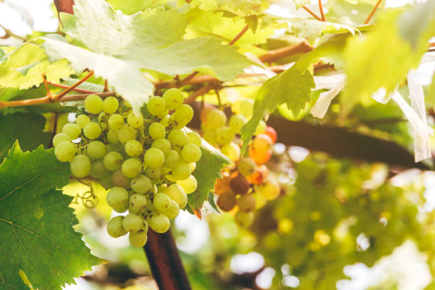 istock Fresh wine grape in vineyard.Grapes harvest 912380238