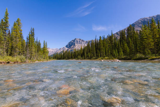 istock Crystal clear river in forest landscape in Rocky Mountains, Canada on sunny day 912382200