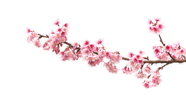 istock Cherry blossom flowers isolated on white background 912385398