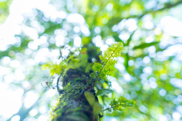 árboles de selva tropical, árbol de la luz - fog wet rain tree fotografías e imágenes de stock