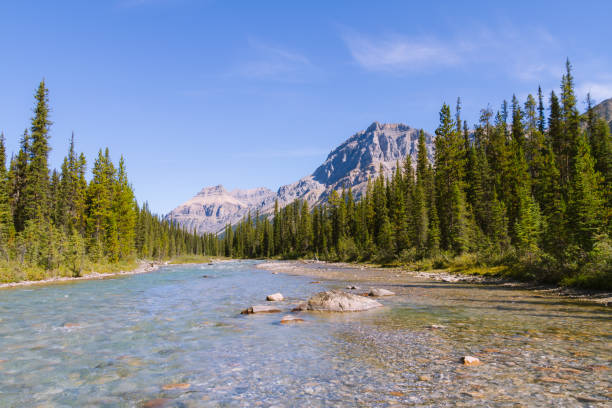 istock Crystal clear river in forest landscape in Rocky Mountains, Canada on sunny day 912388330