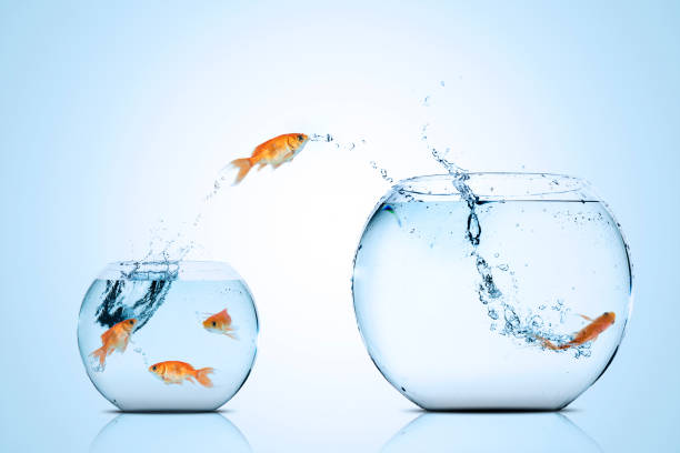 Golden fish moving to better place Picture of golden fish moving to better place in the larger aquarium fish in a bowl stock pictures, royalty-free photos & images