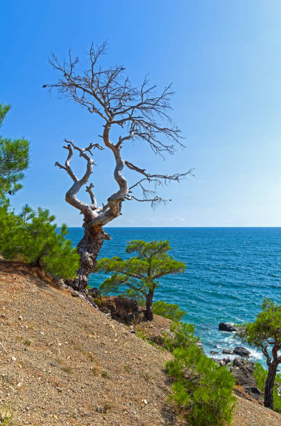 Dead relic pine on a steep seashore. Sunny summer day. Karaul-Oba, Novyy Svet, Crimea.