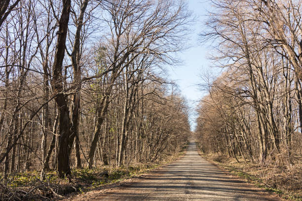istock Forest Road in the late autumn. 912399666