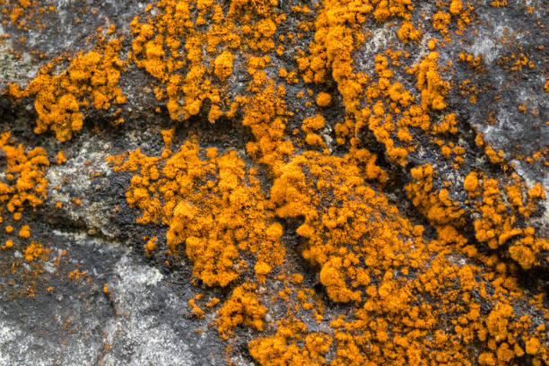 istock Yellow orange algae (green alga) growing on rocks at Fraser’s hill, Malaysia 912399924