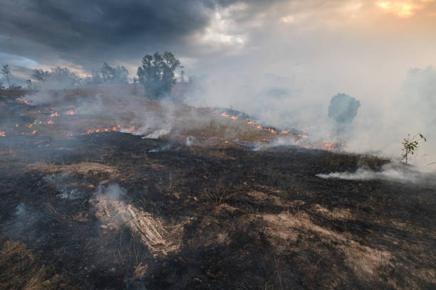 bushfire, verbrannte schwarze land auf hügel in australien - burned tree stock-fotos und bilder