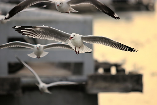 Flock of seagulls flying in the sky during sunset ( Science name is Charadriiformes Laridae ). Selective focus and shallow depth of field.