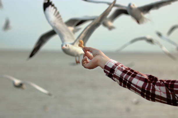 istock Human's hand feeding seagulls on the seaside 912401872