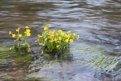Flowers of Caltha palustris shaking from a watercourse