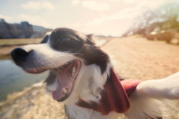 Dog is Border Collie
