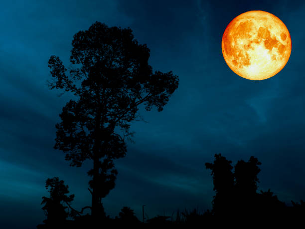istock super blue blood moon over silhouette tree cerulean sky 912405806