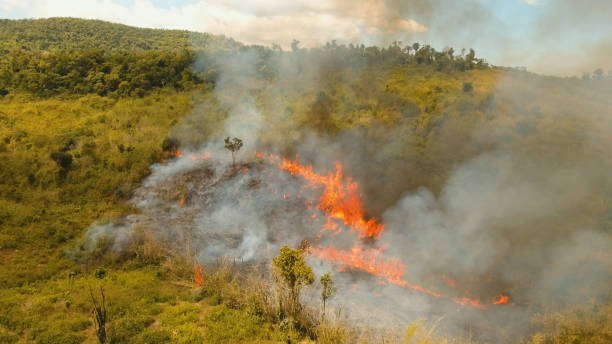istock Aerial view Forest fire. Busuanga, Palawan, Philippines 912406098