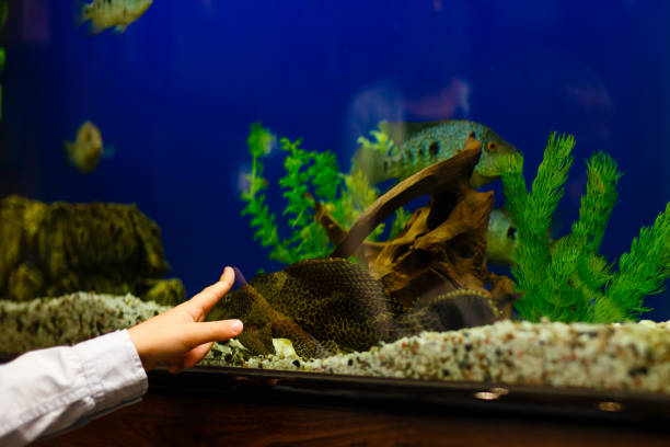istock Child s hand near the aquarium with tropical fish 912406176