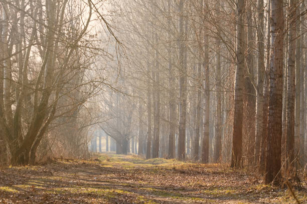 istock Misty Autumn forest. Late Autumn with sunshine 912406220