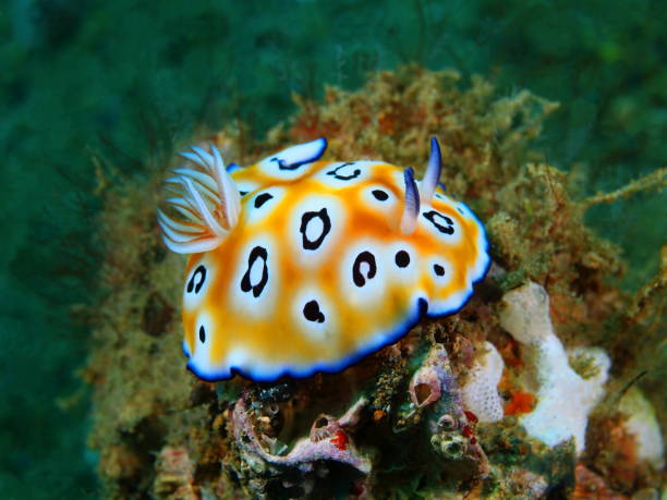 véritable limace de mer - nudibranch photos et images de collection