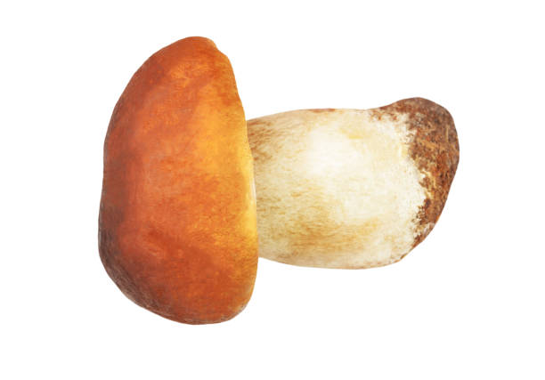 Small porcini mushroom on a white background