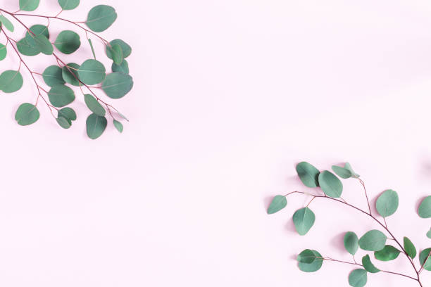 istock Eucalyptus leaves on pink background. Flat lay, top view 912413056