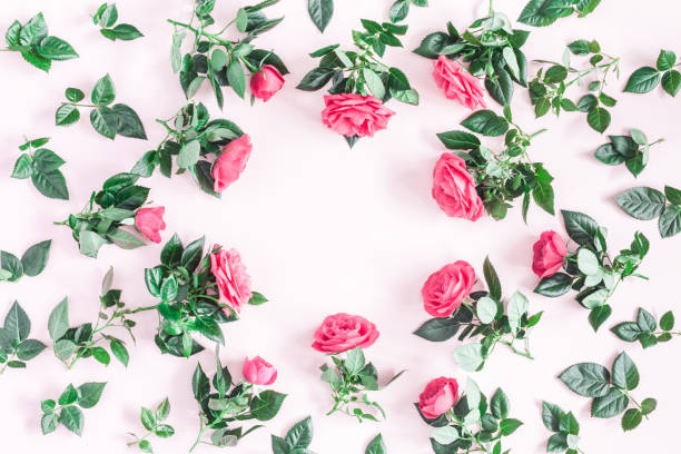 istock Pink rose flowers on pink background. Flat lay, top view 912414152